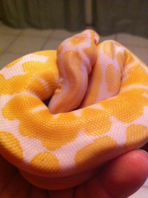 spike in a ball 