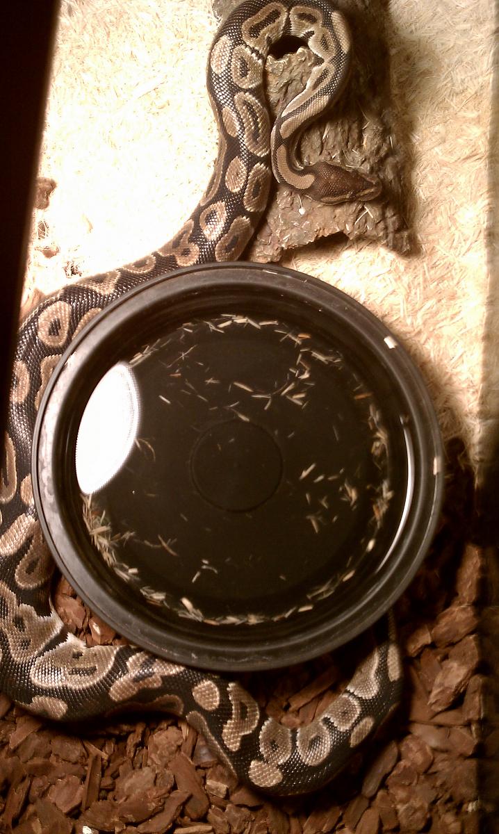 pictures