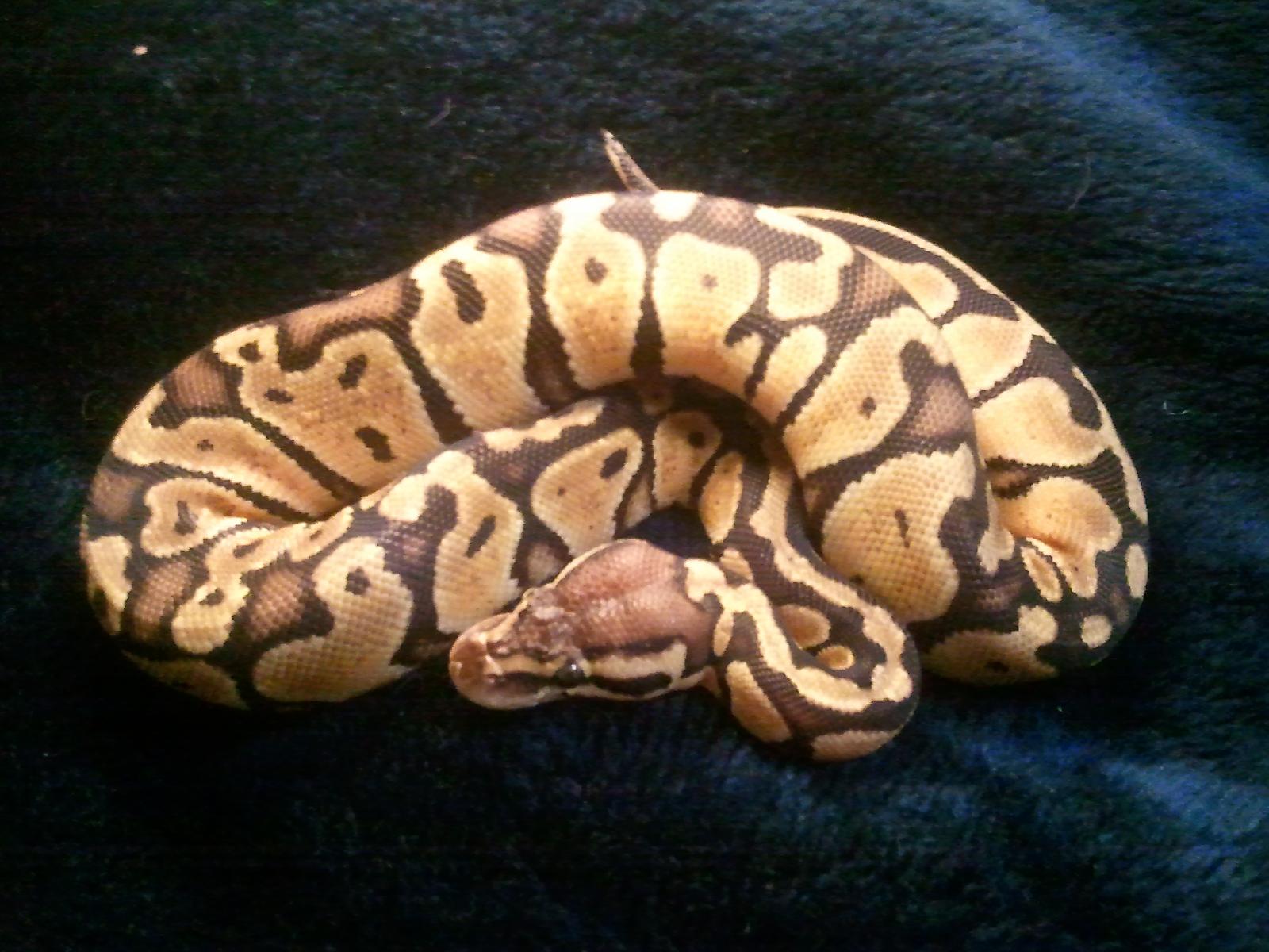 2010 Pastel Female