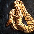 Pastel het for pied male