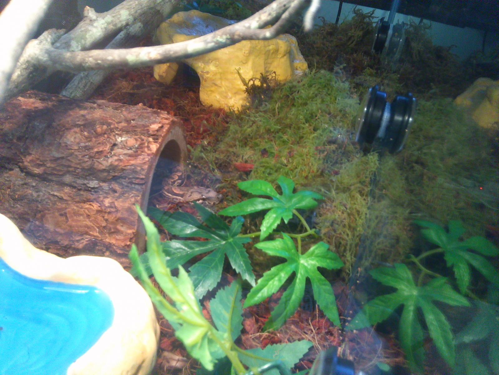 Bob a Dumerils boa (Acrantophis dumerili)