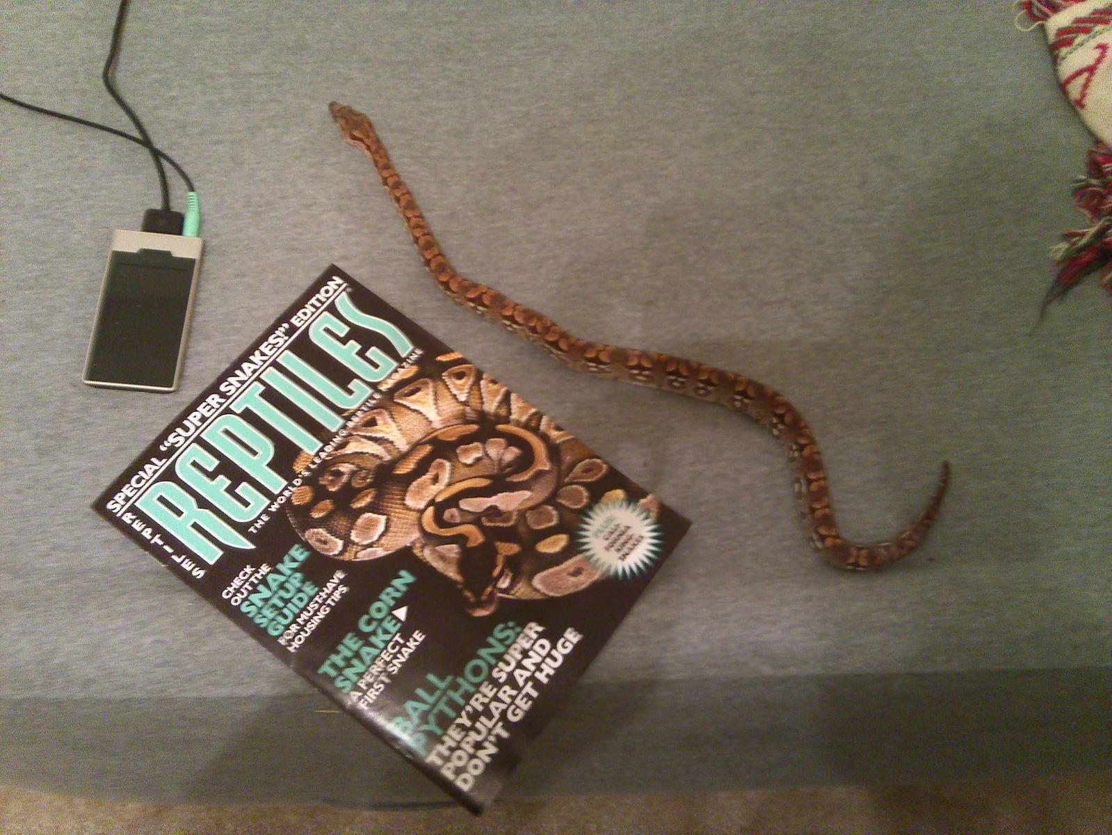 Bob a Dumerils boa (Acrantophis dumerili)