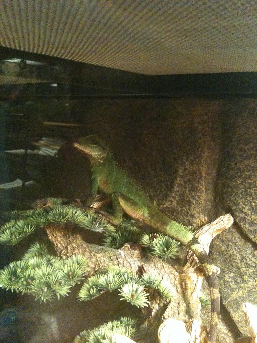 My Chinese Water Dragon