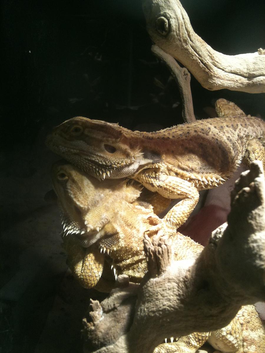 My beardie pair