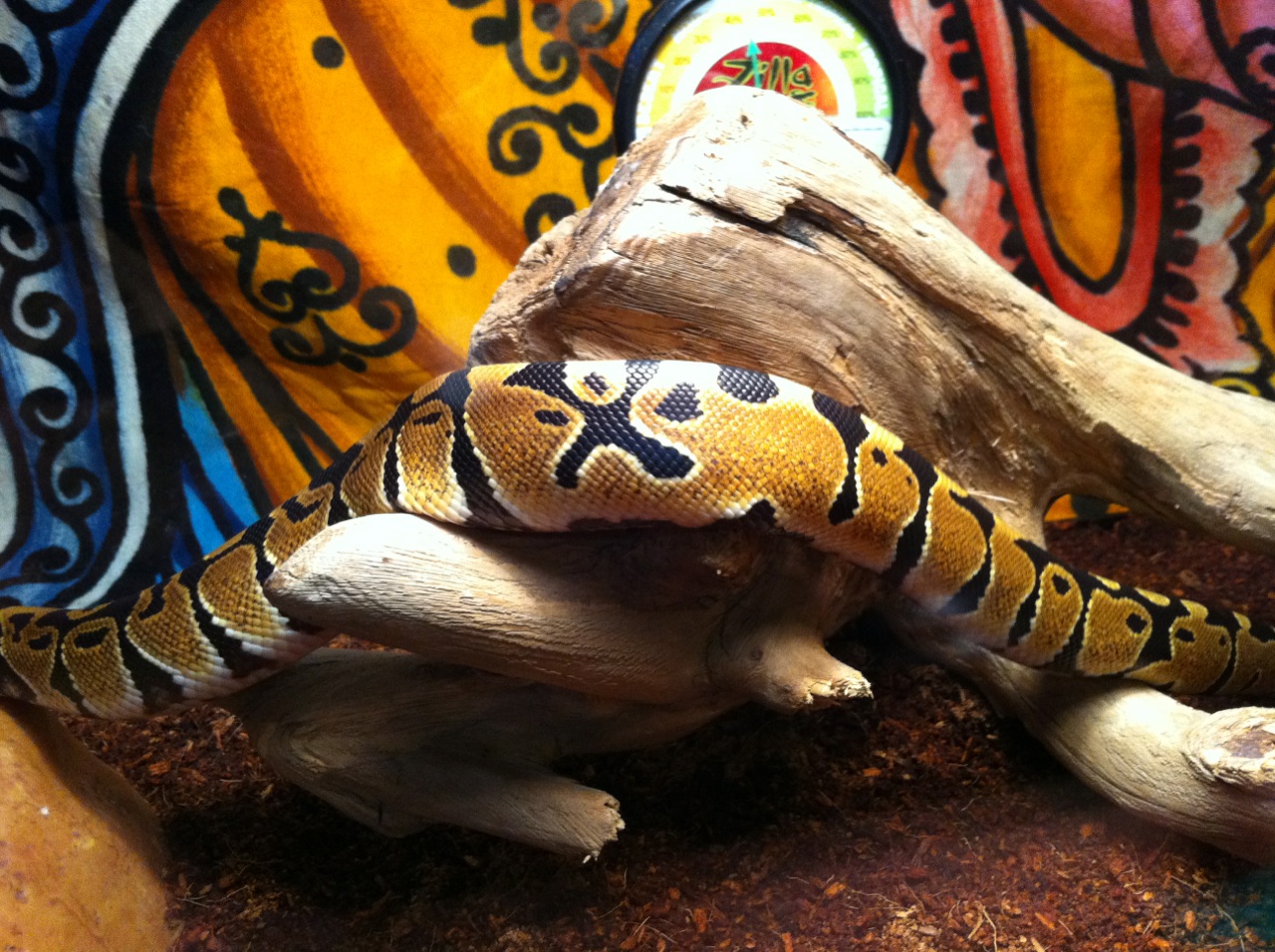My Orange Dream BP