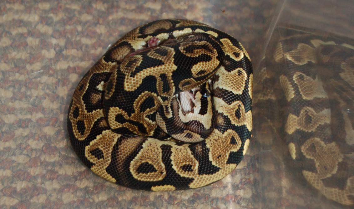 My Yellow Belly BP