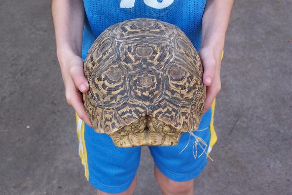 For Sale Trade Female Leopard Tortoise,Puppy Chow Recipe Without Peanut Butter