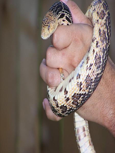 pine snake