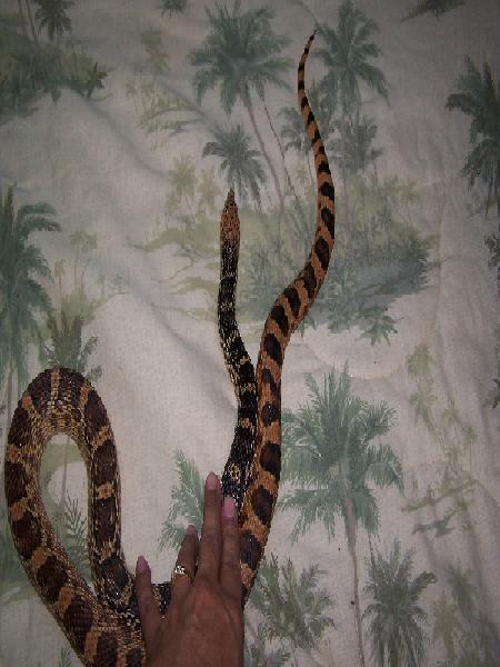 pine snake