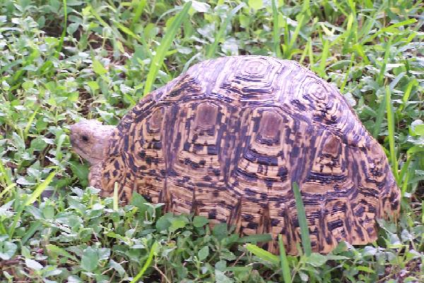 Lola the Leopard Tortoise
