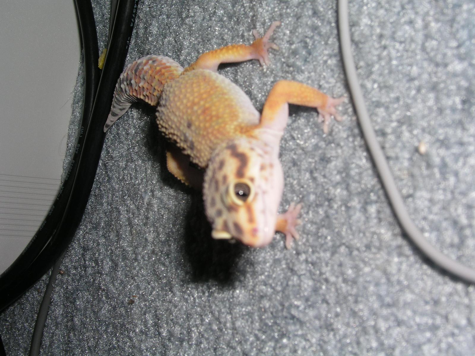 my regular female leo.