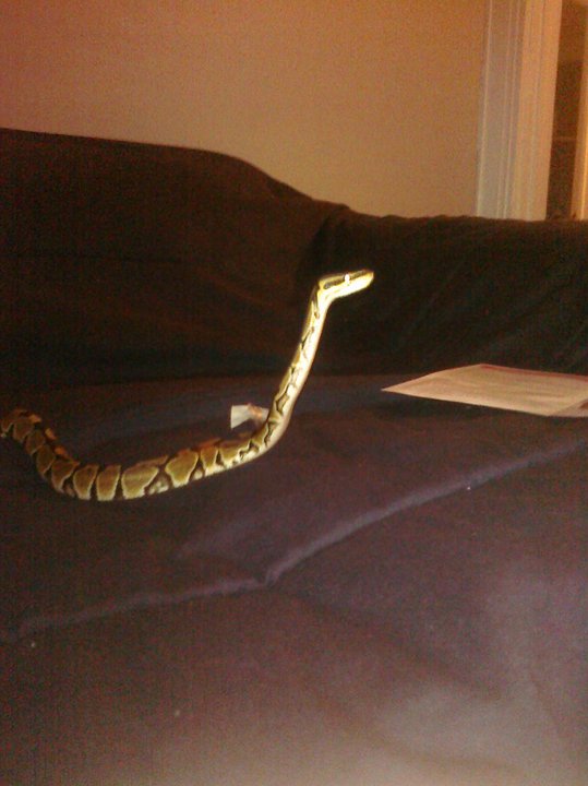 Cleo