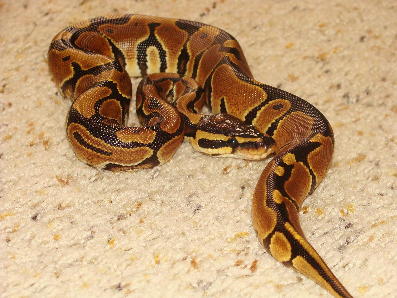 Cleo