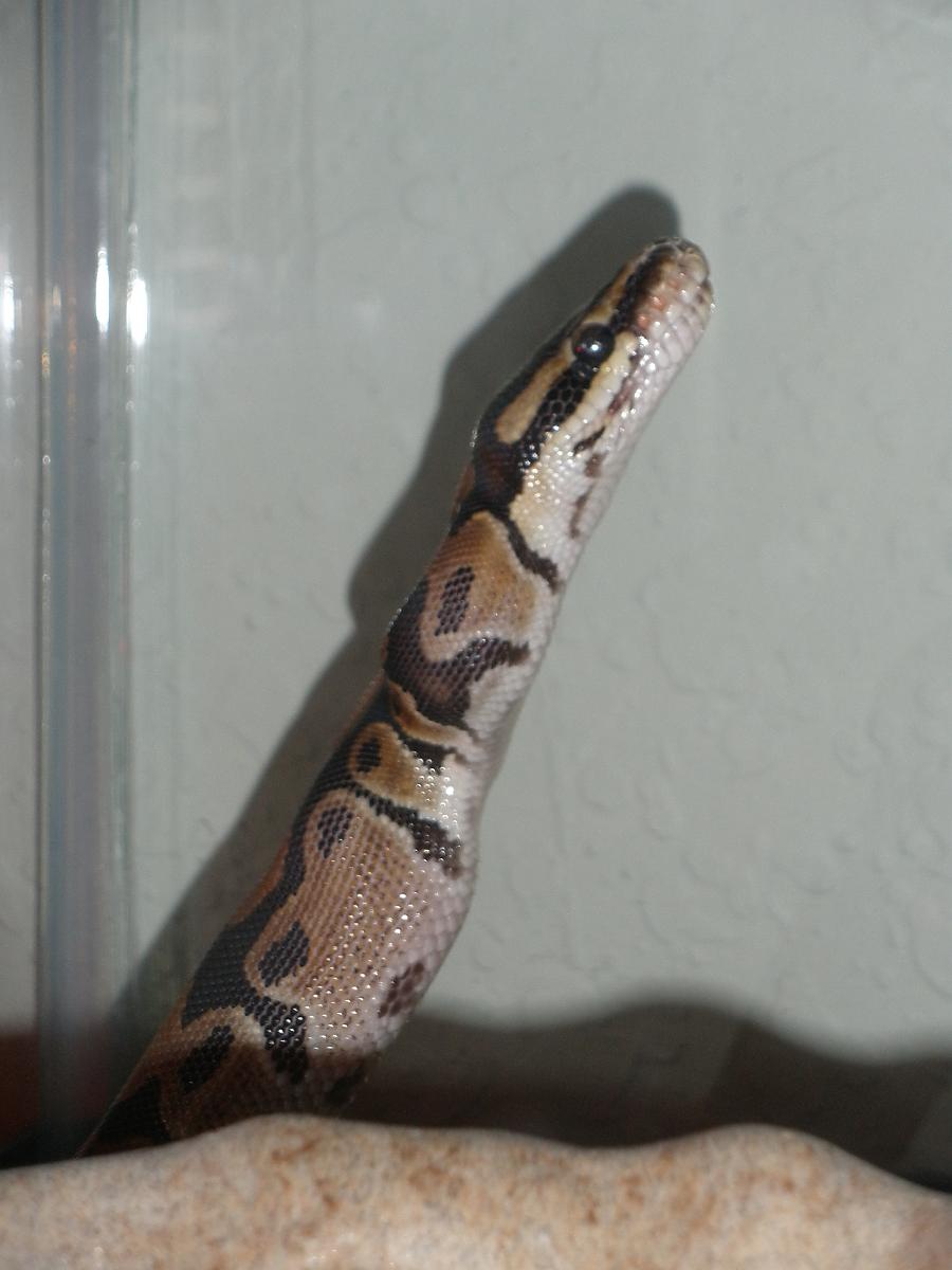 Eileithyia's First week