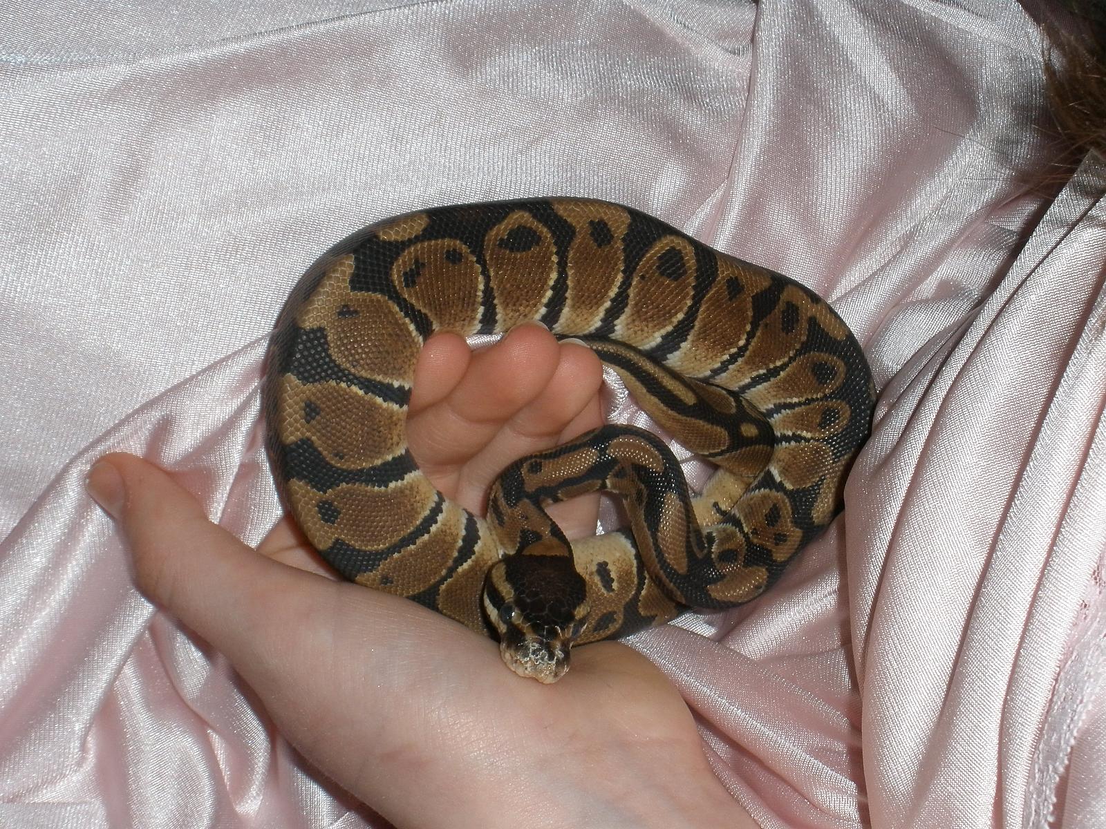 Eileithyia's First week