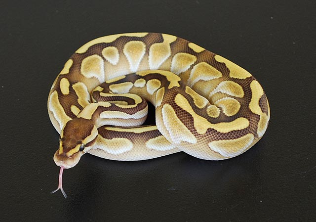 Female lesser platinum.