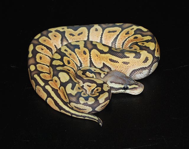 Pastel Orange Ghost.