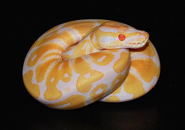 Albino ball python.