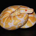 Albino ball python.