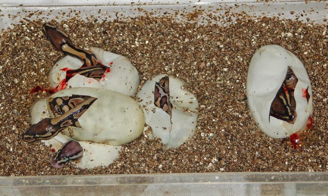 Hatching ball pythons.