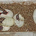 Hatching ball pythons.