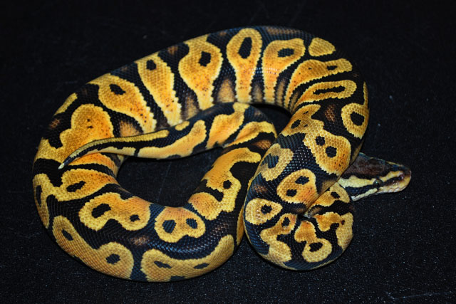 Pastel yellow belly.