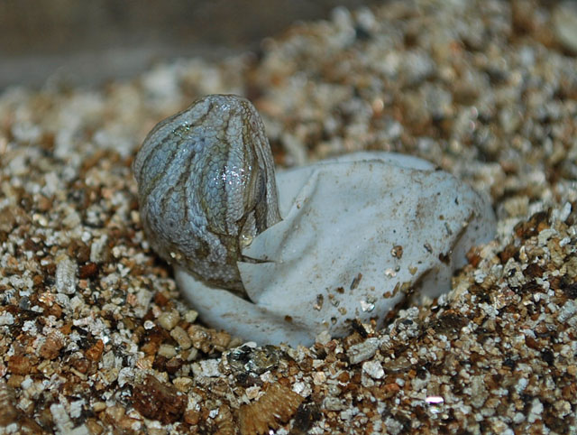 Dragon hatching.