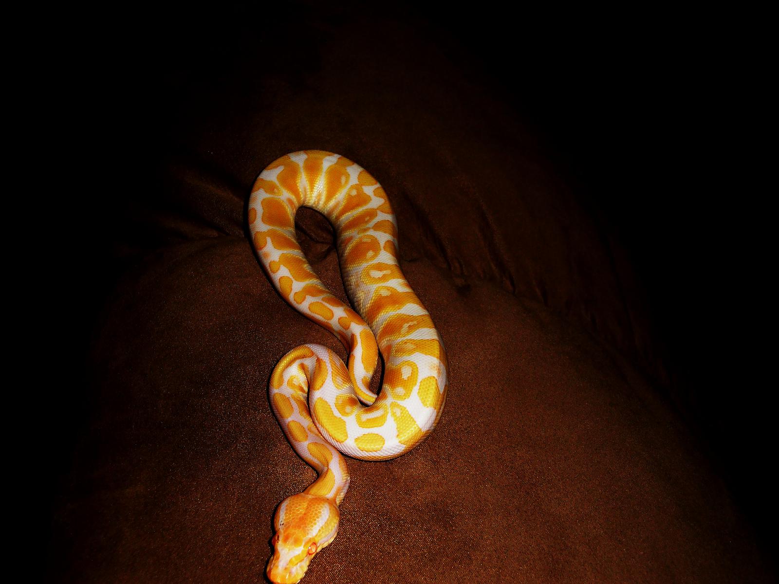 snake 007 809366