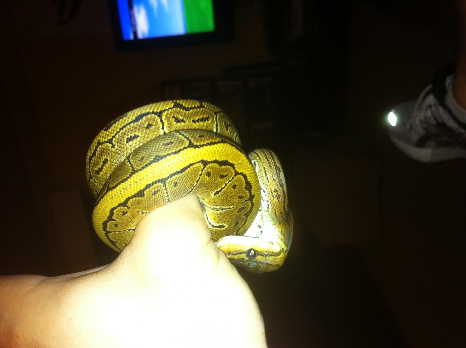 Pinstripe Female