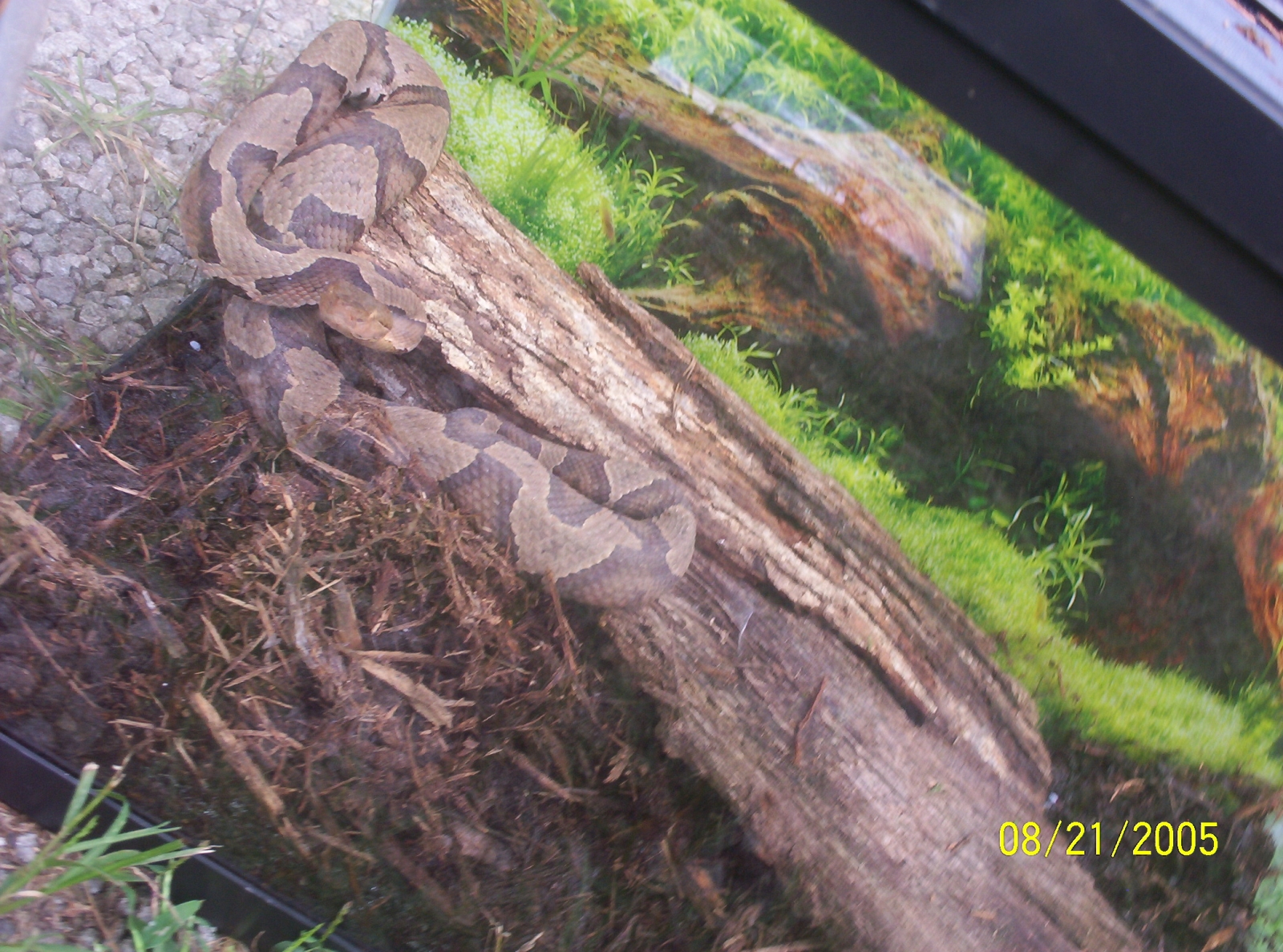 My herp pics