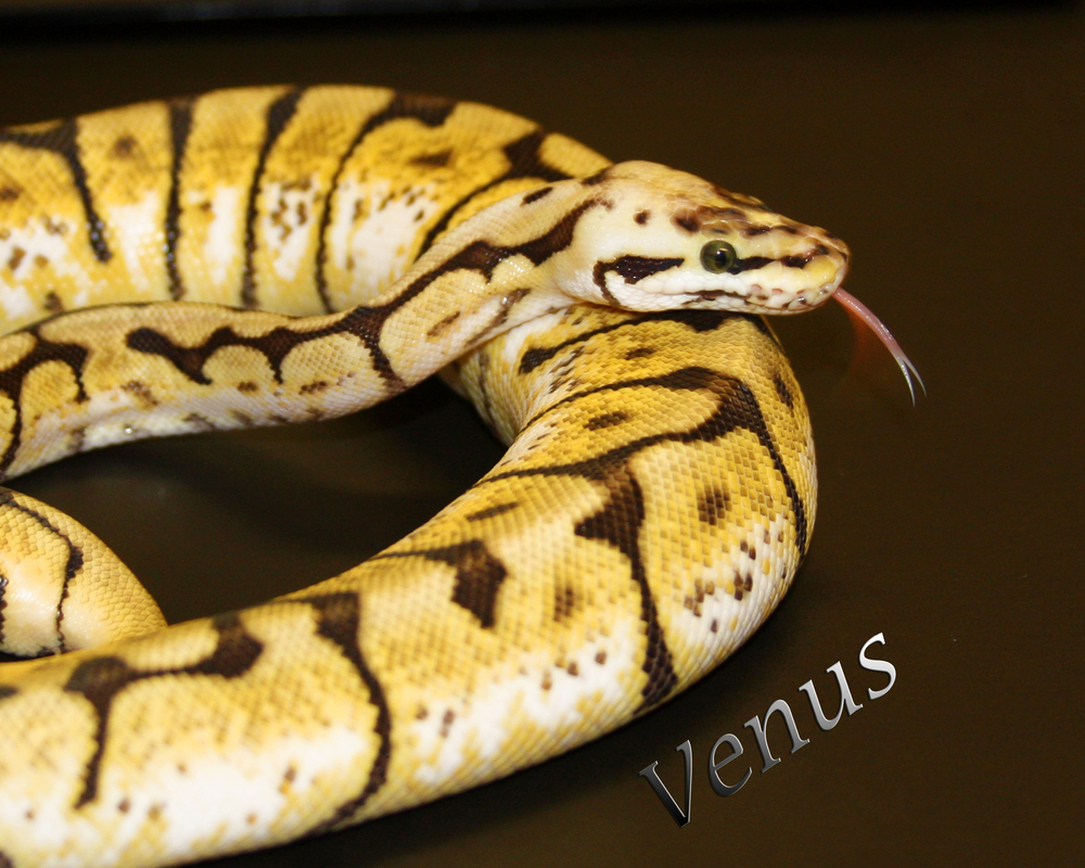 Venus-2