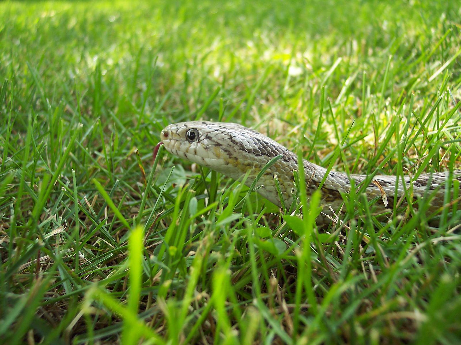 lars grass