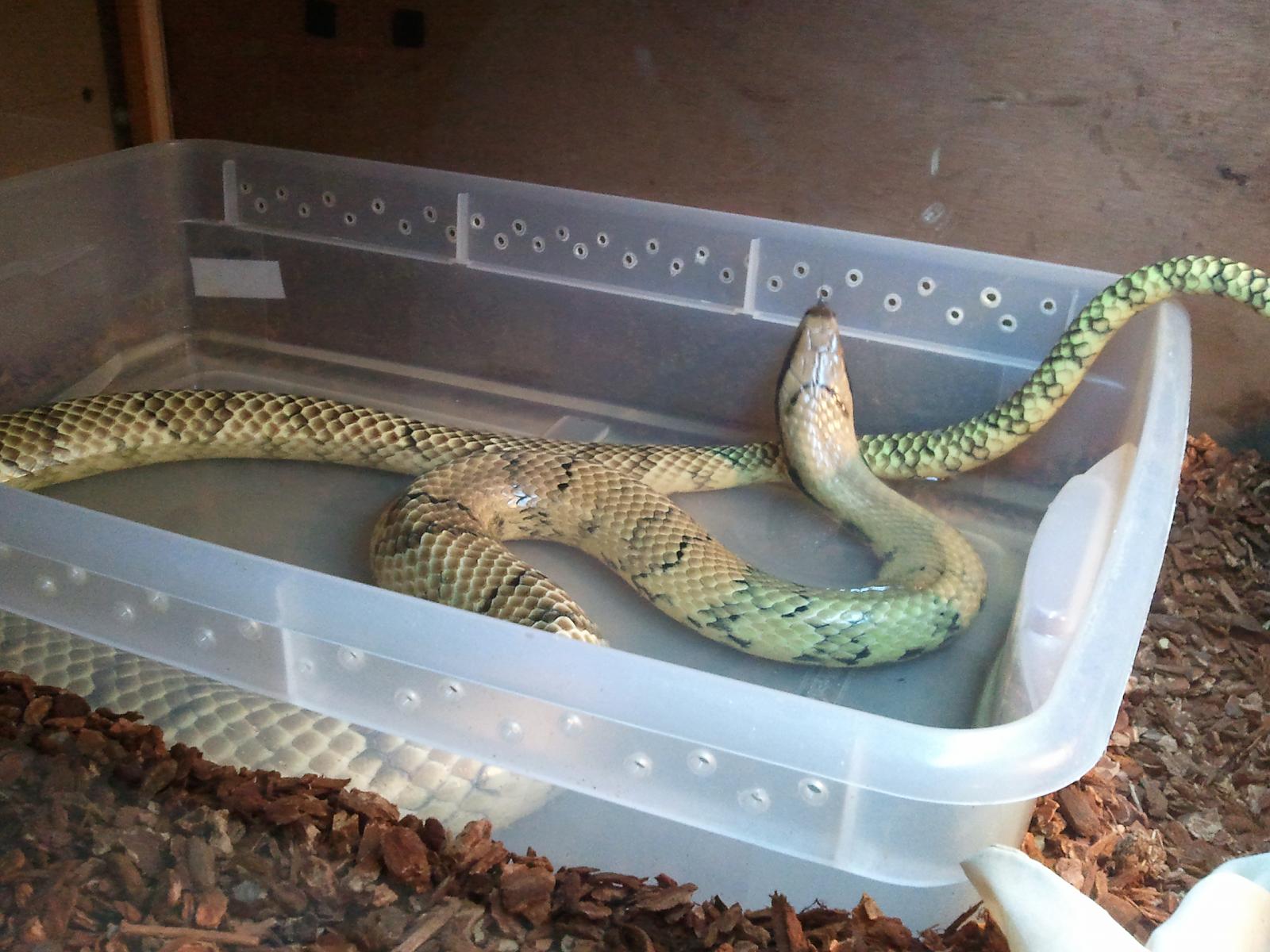 Super Hypo False Water Cobra