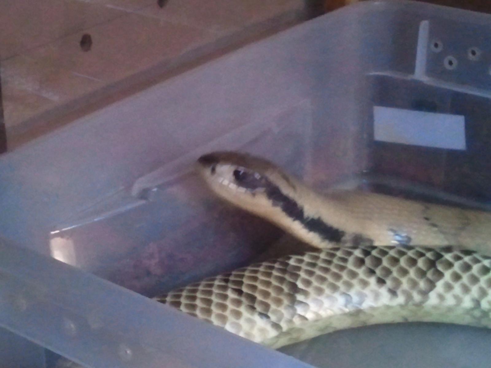 Super Hypo False Water Cobra