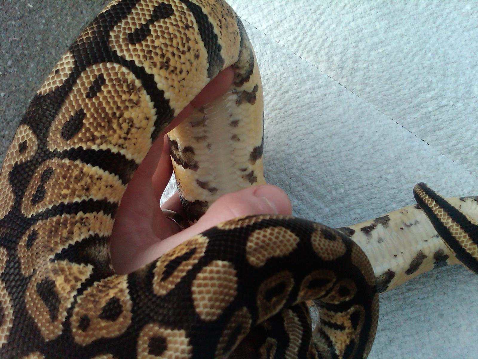 Pastel Ball