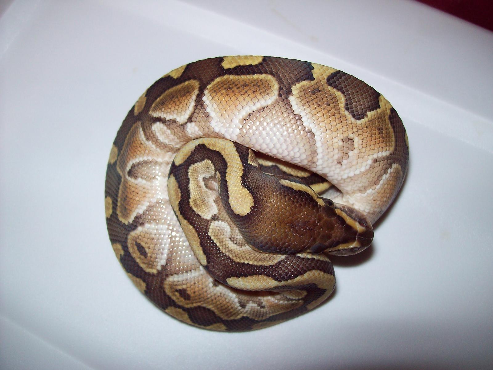 Butter Ball