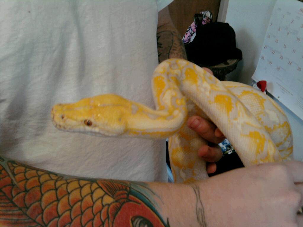 Lavender Albino Retic