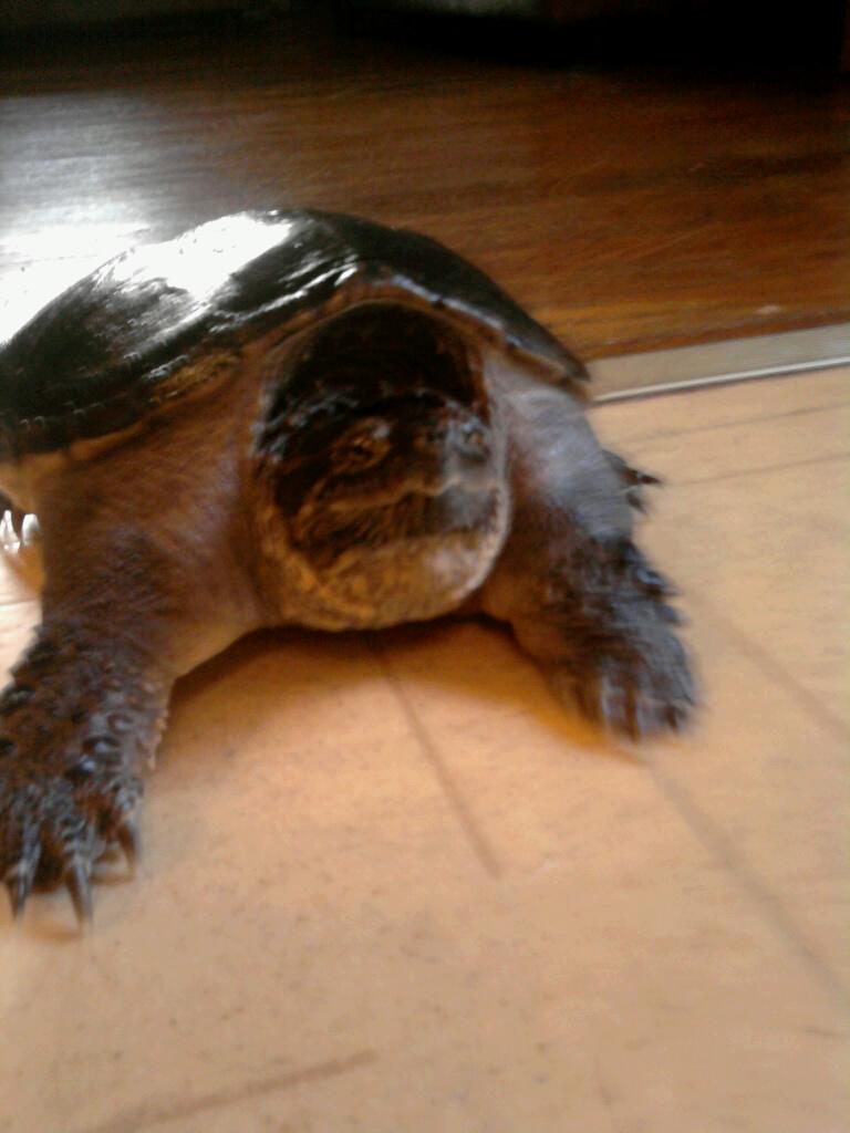 Dozer