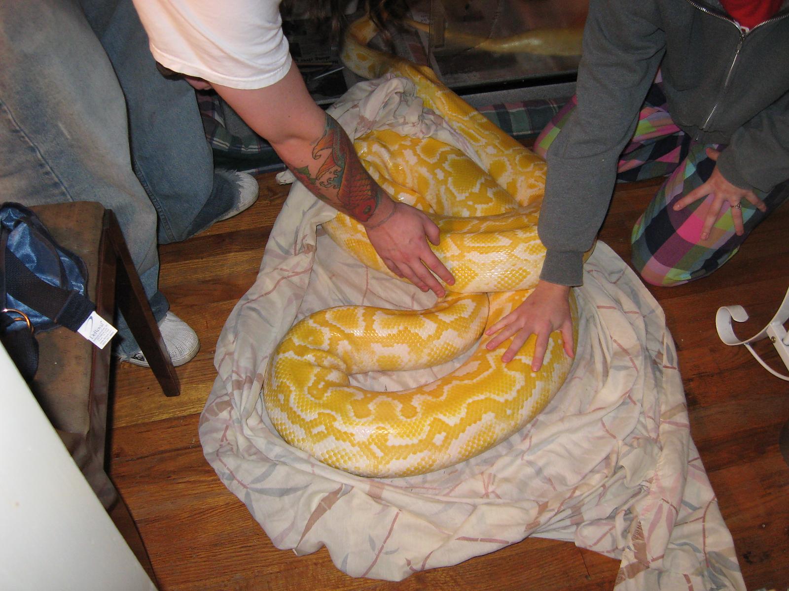 Albino Burmese