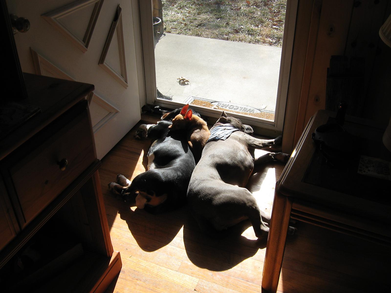 My 3 lazy dogs taking a nap in the sun.