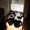 My 3 lazy dogs taking a nap in the sun.