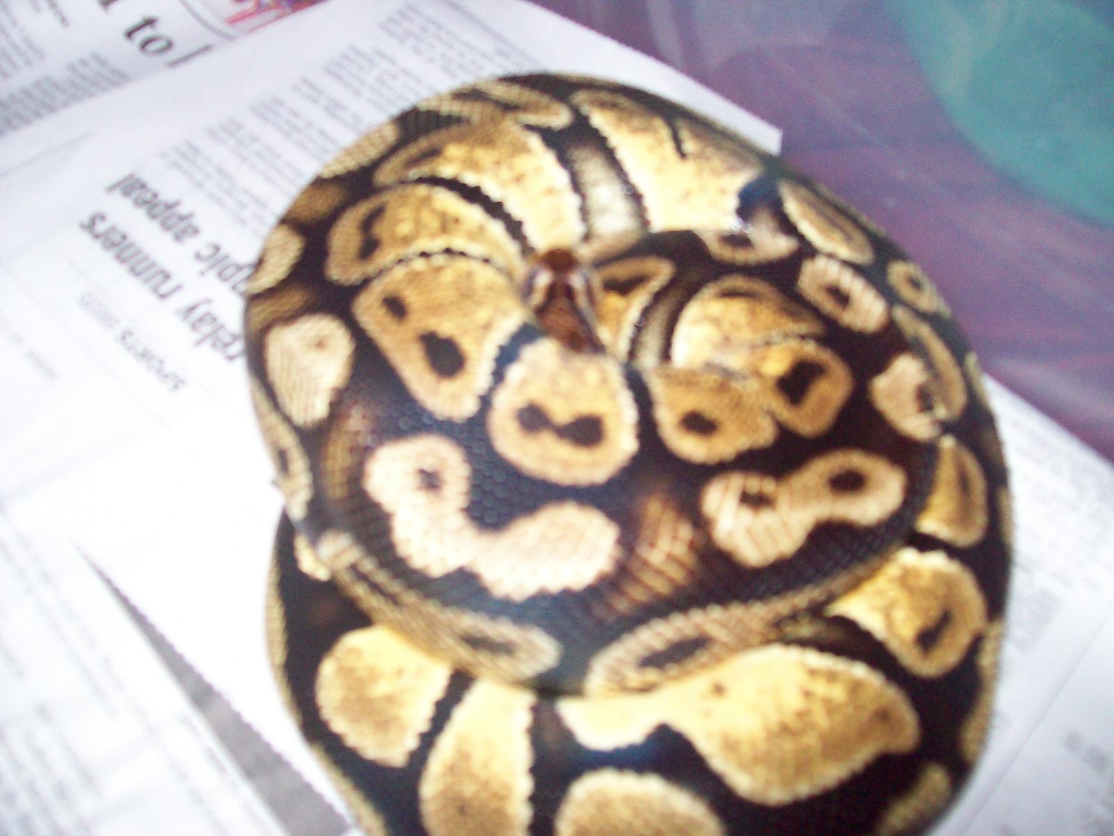 Pastel Ball