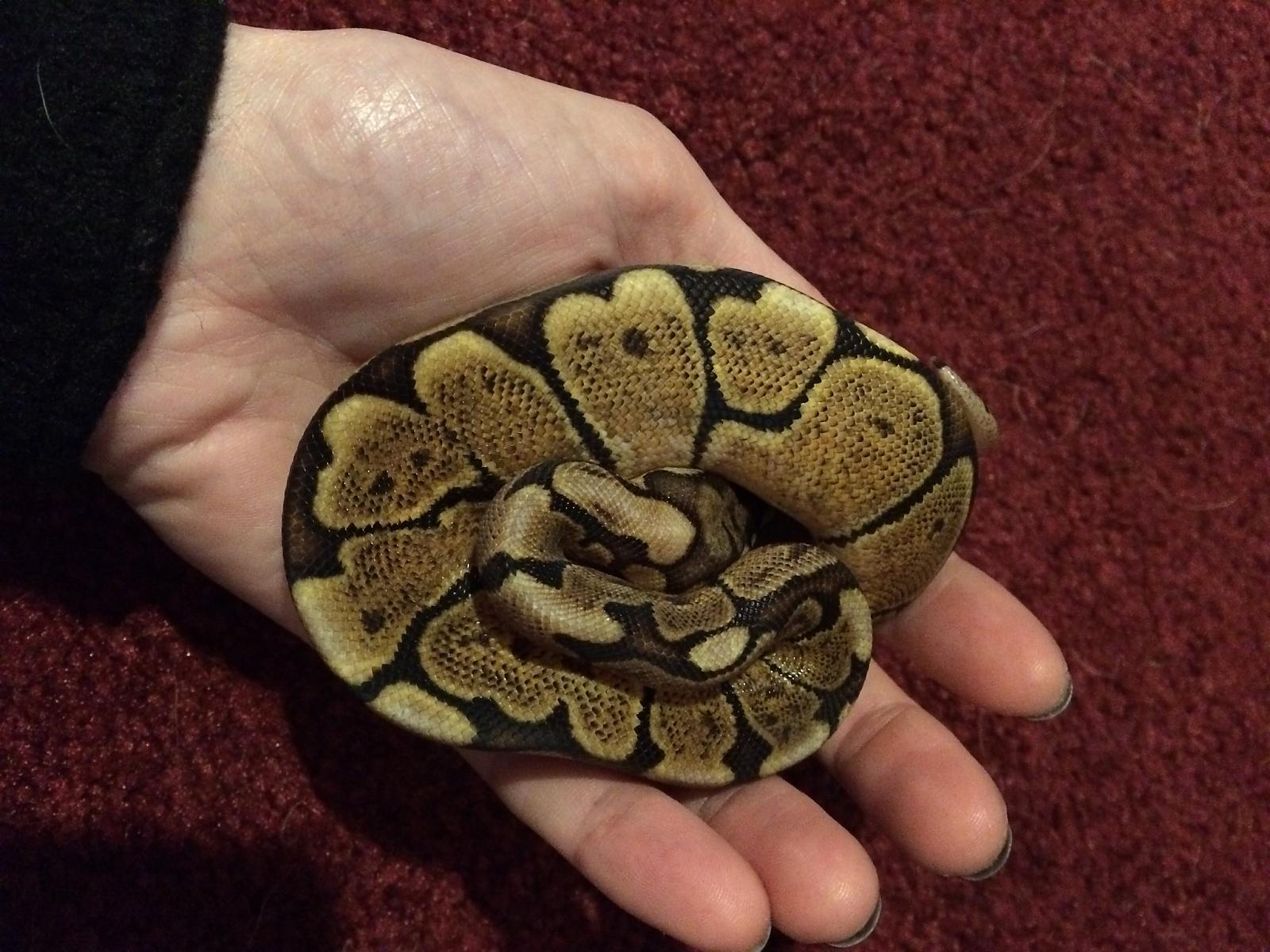 GHI Spider