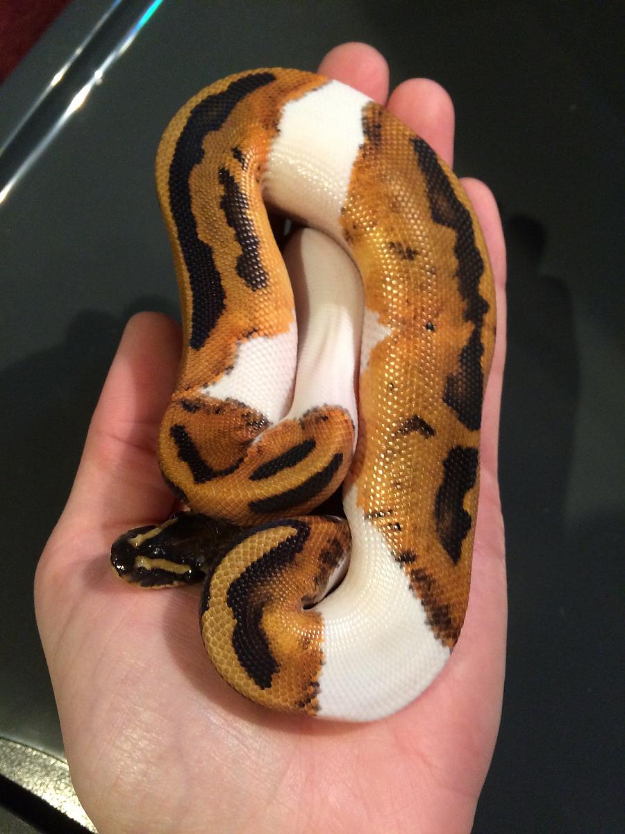 Pied