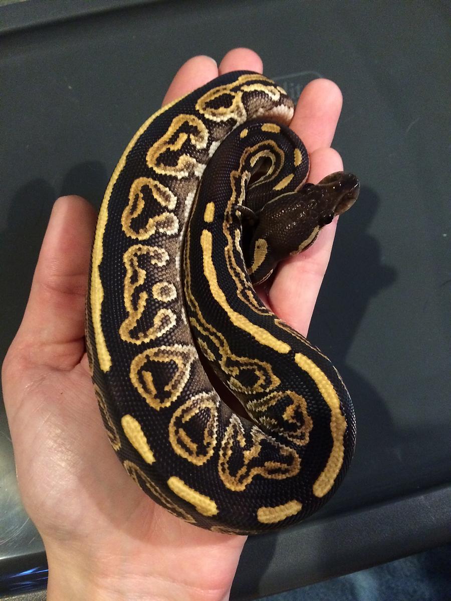 Black Pastel Mojave