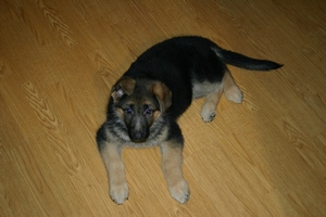 Alika 9 Weeks Old
