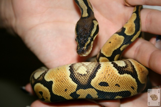 SnakePics009