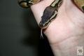 SnakePics012