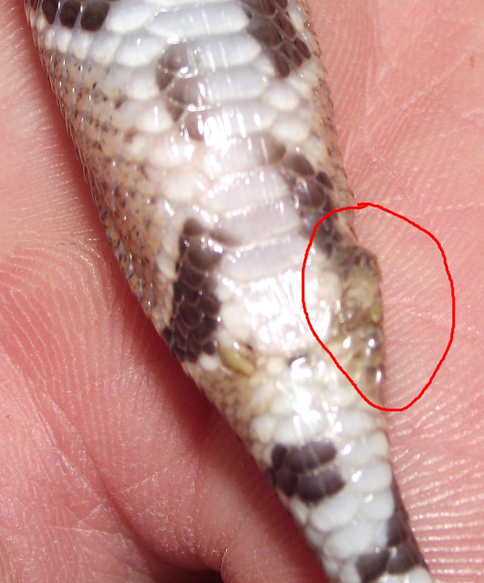 What are these?