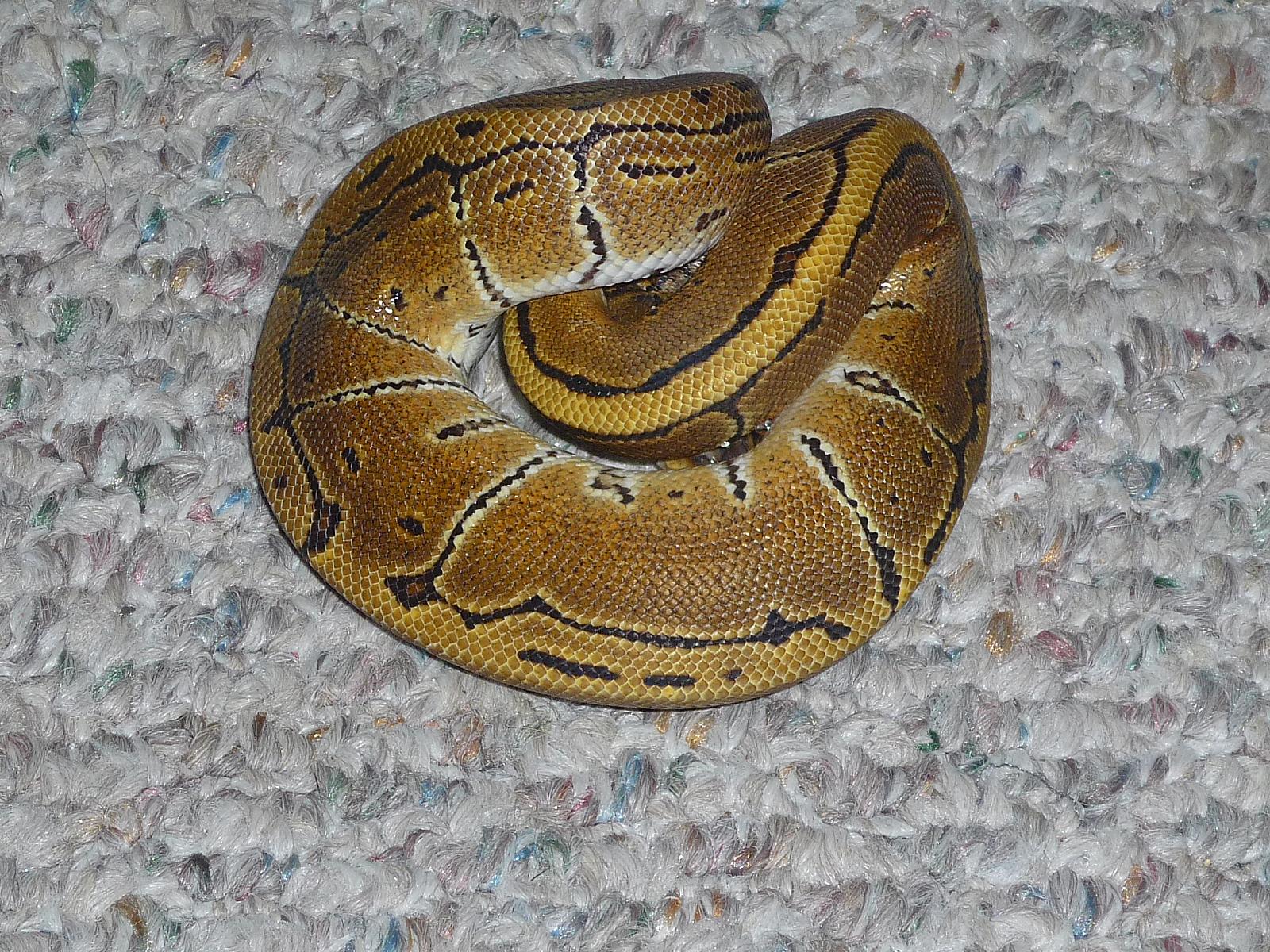 my pets